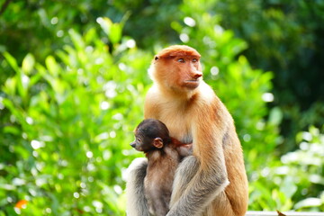 Photo picture of a beautiful monkey nasach Nasalis larvatus against the backdrop of the tropical island jungle.