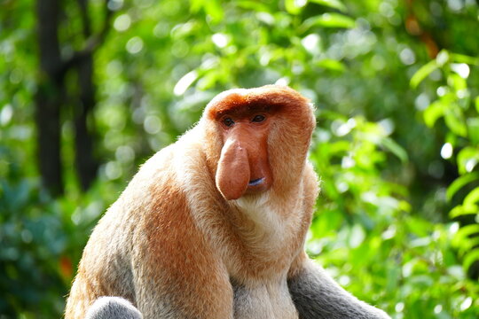 Photo picture of a beautiful monkey nasach Nasalis larvatus against the backdrop of the tropical island jungle.