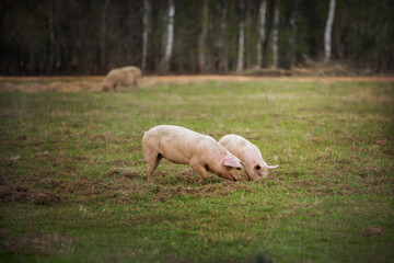 Obraz na płótnie Canvas Three pigs graze on the farm. 