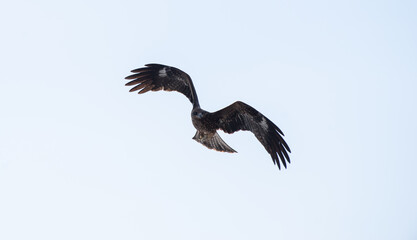 カッコいい身近な猛禽類　鳶