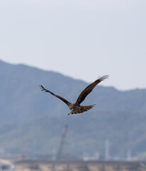 Obraz premium カッコいい身近な猛禽類 鳶