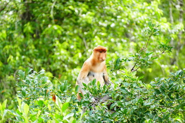 Photo picture of a beautiful monkey nasach Nasalis larvatus against the backdrop of the tropical island jungle.