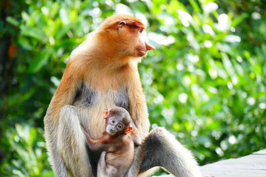 Photo picture of a beautiful monkey nasach Nasalis larvatus against the backdrop of the tropical island jungle.