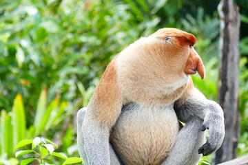 Naklejka premium Photo picture of a beautiful monkey nasach Nasalis larvatus against the backdrop of the tropical island jungle.