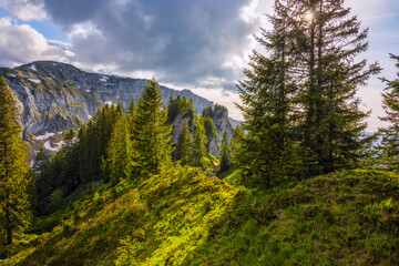 Fototapeta na wymiar Mystical green forest with firs, rocks and mountains in the Allgäu Alps. Bavaria, Germany