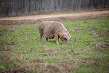 Fat lactating mother pig grazes on the farm. Looking for food