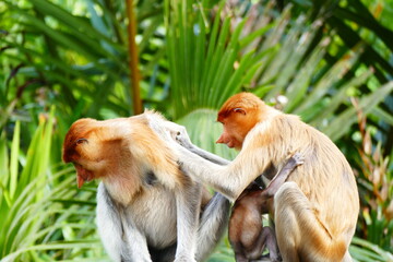 Naklejka premium Photo picture of a beautiful monkey nasach Nasalis larvatus against the backdrop of the tropical island jungle.