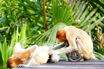 Photo picture of a beautiful monkey nasach Nasalis larvatus against the backdrop of the tropical island jungle.