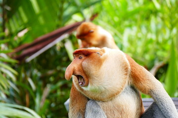 Photo picture of a beautiful monkey nasach Nasalis larvatus against the backdrop of the tropical...