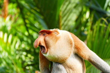Photo picture of a beautiful monkey nasach Nasalis larvatus against the backdrop of the tropical...