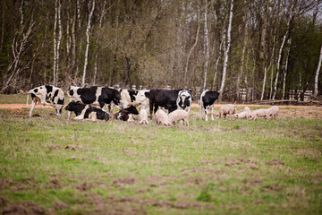 a herd of cows, pigs, swines and sheep grazing on the farm