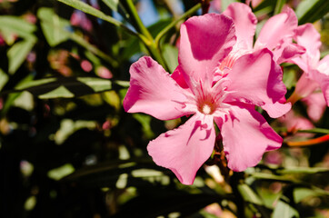 Pink Nerium. Delicate pink oleander flowers, in summer on the Greek streets 