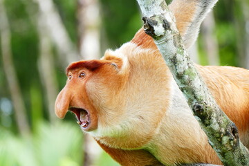 Photo picture of a beautiful monkey nasach Nasalis larvatus against the backdrop of the tropical island jungle.