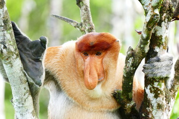Photo picture of a beautiful monkey nasach Nasalis larvatus against the backdrop of the tropical island jungle.
