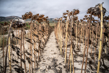 girasoles secos en otoño