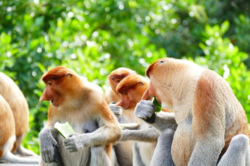 Photo picture of a beautiful monkey nasach Nasalis larvatus against the backdrop of the tropical island jungle.