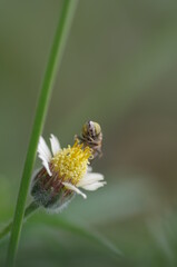 bee on a flower