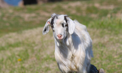young ram walking in the meadow white wool