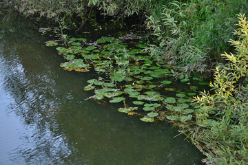 A fragment of a natural landscape of river with water lily leaves and other aquatic plants on the surface of the water. Water landscape with green algae.