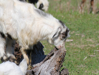 young ram walking in the meadow white wool