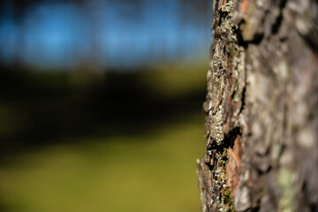 detalle de tronco de árbol 