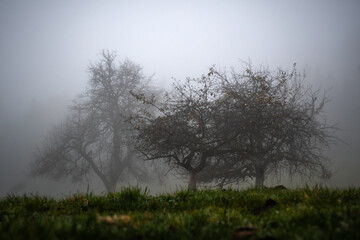 Drei Apfelbäume im Winter umgeben von Nebel auf einer Wiese stehend