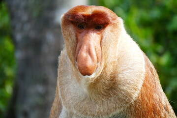 Naklejka premium Photo picture of a beautiful monkey nasach Nasalis larvatus against the backdrop of the tropical island jungle.