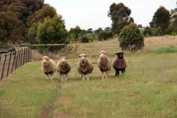 Obraz premium Sleep standing in a line with one black one