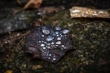Ein buntes Blatt eines Baumes mit im Licht glitzernden Wassertropfen drauf, im Hintergrund sieht man einen Stein