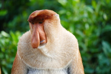 Photo picture of a beautiful monkey nasach Nasalis larvatus against the backdrop of the tropical island jungle.