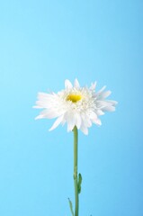 Callistephus on a blue background