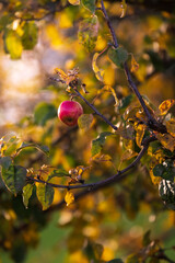 Ein Apfel h&auml;ngt auf einem Baum zwischen bunten Bl&auml;ttern und wird seitlich von der Sonne angestrahlt