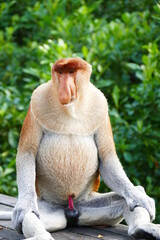 Photo picture of a beautiful monkey nasach Nasalis larvatus against the backdrop of the tropical island jungle.