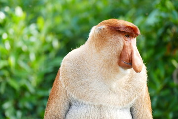 Photo picture of a beautiful monkey nasach Nasalis larvatus against the backdrop of the tropical island jungle.