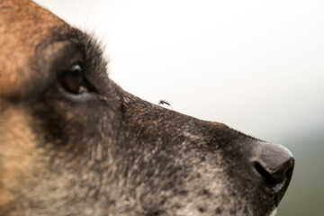 Eine Gelse sitzt auf einer Hundenase