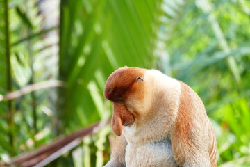 Photo picture of a beautiful monkey nasach Nasalis larvatus against the backdrop of the tropical island jungle.
