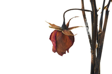 a beautiful dry rose on white background