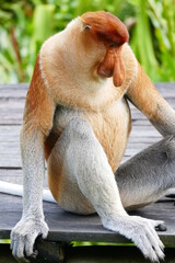 Photo picture of a beautiful monkey nasach Nasalis larvatus against the backdrop of the tropical island jungle.