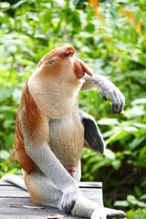 Naklejka premium Photo picture of a beautiful monkey nasach Nasalis larvatus against the backdrop of the tropical island jungle.