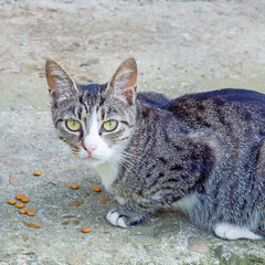 Portrait of a gray striped cat with green eyes sitting on the asphalt near pieces of dry food
