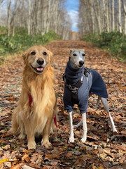 犬と山と散歩ハイキング