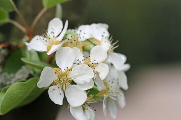 Pear tree blossom