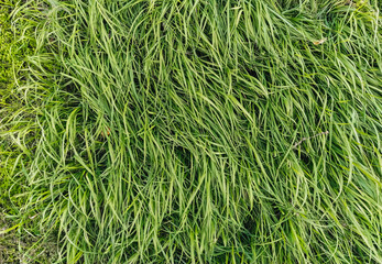 Texture, background of long, tall green grass close-up. Photography, copy space.