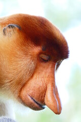Naklejka premium Photo picture of a beautiful monkey nasach Nasalis larvatus against the backdrop of the tropical island jungle.