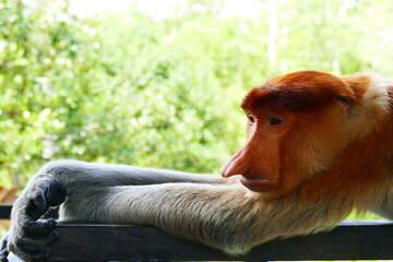 Naklejka premium Photo picture of a beautiful monkey nasach Nasalis larvatus against the backdrop of the tropical island jungle.