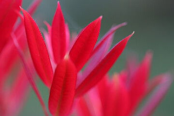 Pieris formosa variety forrestii wakehurst new red shoots