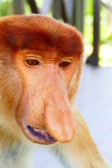 Naklejka premium Photo picture of a beautiful monkey nasach Nasalis larvatus against the backdrop of the tropical island jungle.