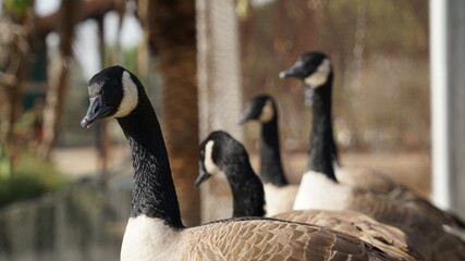 country goose branta canadensis