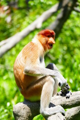 Photo picture of a beautiful monkey nasach Nasalis larvatus against the backdrop of the tropical island jungle.