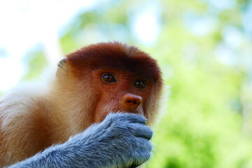 Naklejka premium Photo picture of a beautiful monkey nasach Nasalis larvatus against the backdrop of the tropical island jungle.